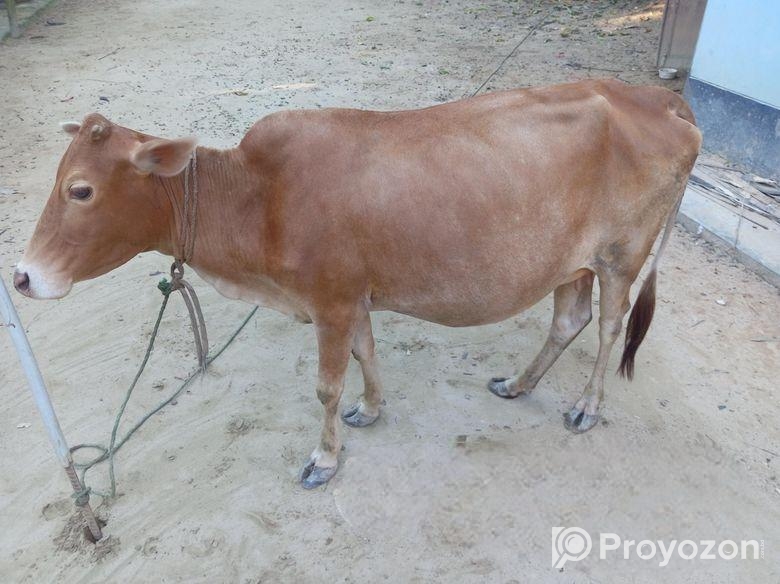 একটি গাভি ও ১ টি বকনা বাছুর