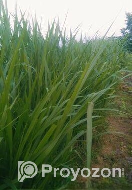 নরম ঘাস বিক্রি