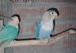 New adult love bird for sale
