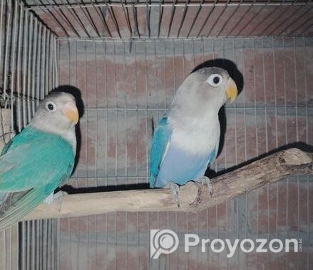 New adult love bird for sale
