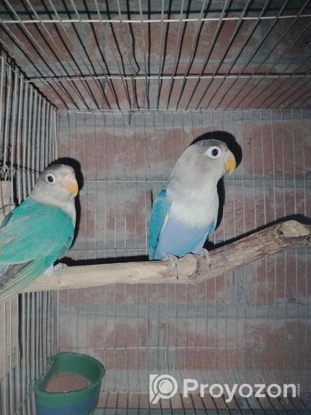 New adult love bird for sale