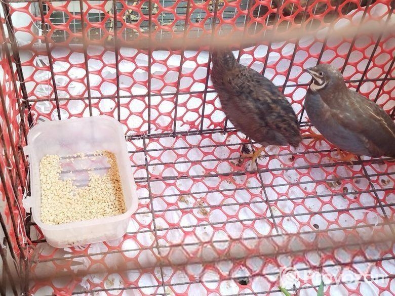 কিং কোয়েল