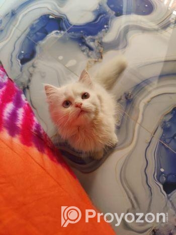 পর্যাপ্ত সময়ের অবাবে সঠিক যত্ন না নিতে পারায় সেল দিবো।