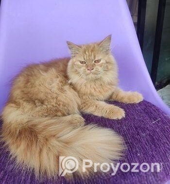 Persian Female