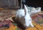 Rabbit for sell