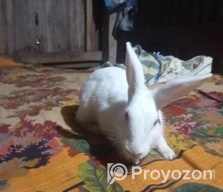 Rabbit for sell