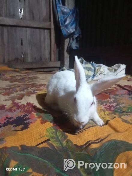 Rabbit for sell
