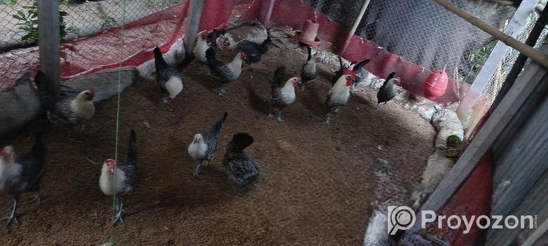 মিশরীয় ফাউমি মুরগী