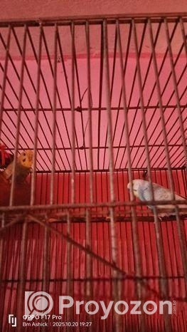 বাজুরিকা পাখি।