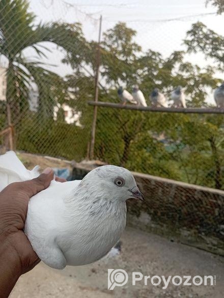 সাদা গিরিবাজ মাদি