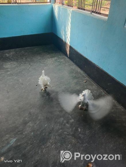 আমার এই একজোড়া লক্ষা কবুতর বিক্রি করব