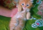 Persian Kitten