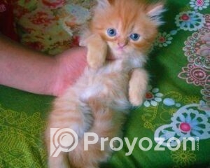 fitted-59_2025-10-30_10-39-02