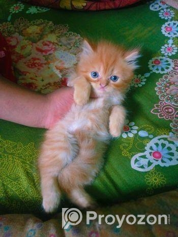 Persian Kitten