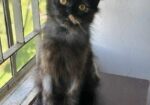Pure Persian Kitten