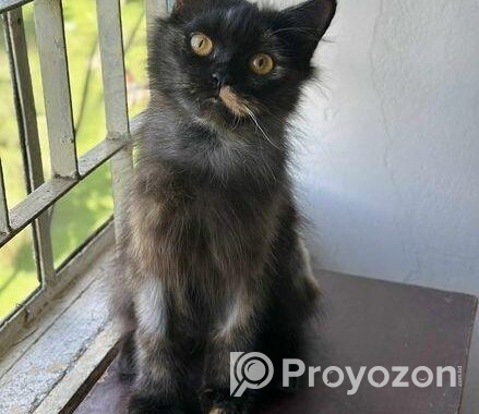 Pure Persian Kitten