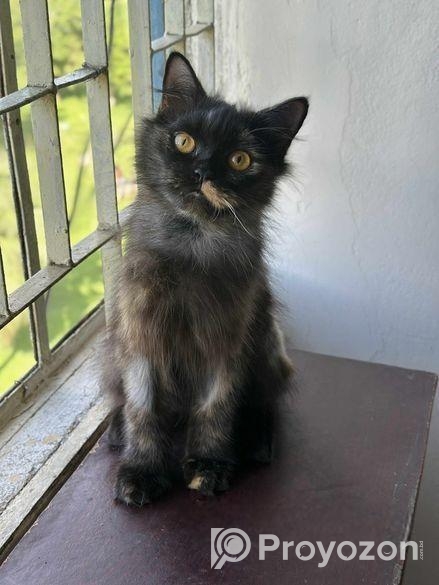 Pure Persian Kitten