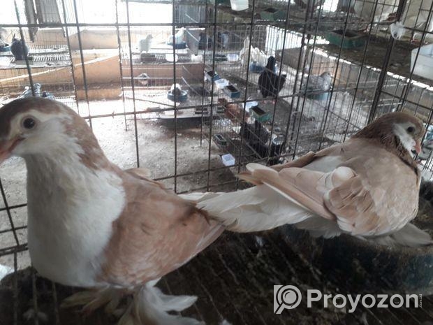 সিরাজি রানিং পেয়ার