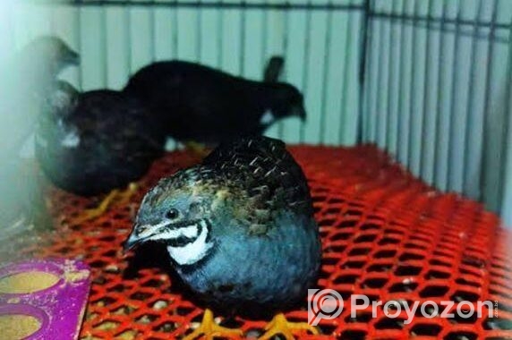 কিং কোয়েল পাখি বিক্রি করা হবে।