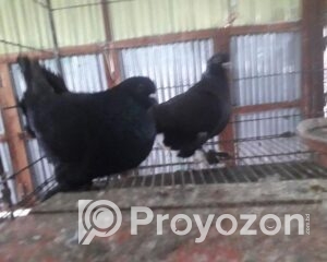 fitted-5_2025-10-24_23-20-00