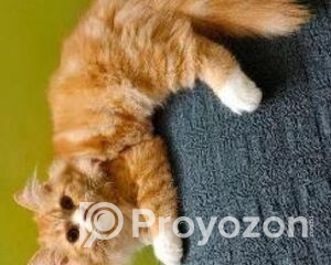 fitted-5_2025-10-25_09-35-32