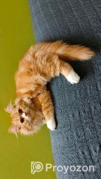 পারসিয়ান বিড়াল