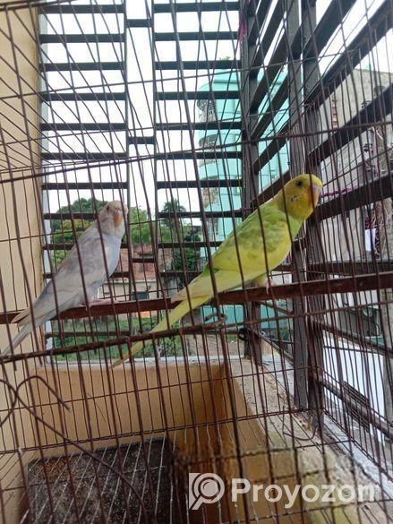 বাজরিগা পাখি……..