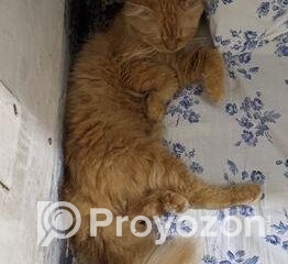 fitted-5_2025-10-28_21-49-08