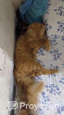 পাসিয়ান বিড়াল