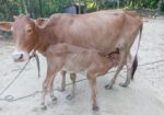 একটি গাভি ও ১ টি বকনা বাছুর