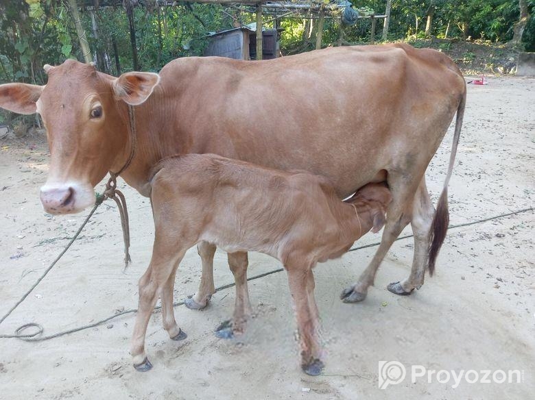 একটি গাভি ও ১ টি বকনা বাছুর