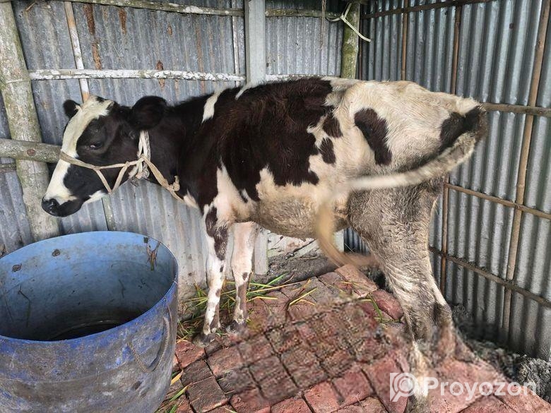 ফ্রিজিয়ান গরু