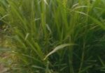 নরম ঘাস বিক্রি