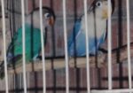 New adult love bird for sale