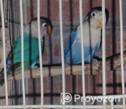 New adult love bird for sale