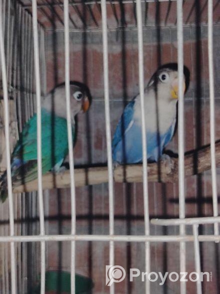 New adult love bird for sale