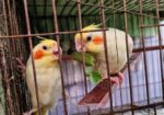 লুটিনো ফিমেল