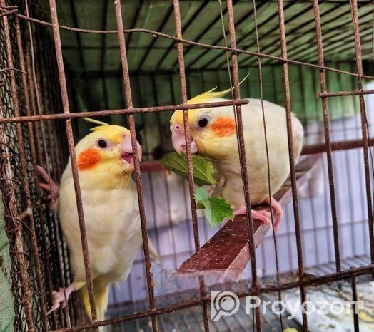 লুটিনো ফিমেল