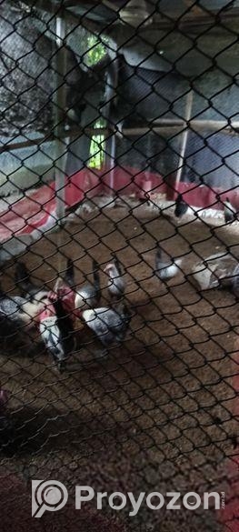 মিশরীয় ফাউমি মুরগী