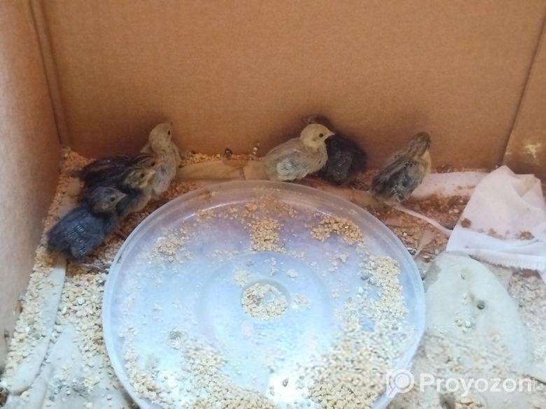 কিং কোয়েল