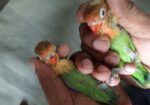 Greenfisher Opaline Lovebirds Baby.fullfresh And Best Quality.
