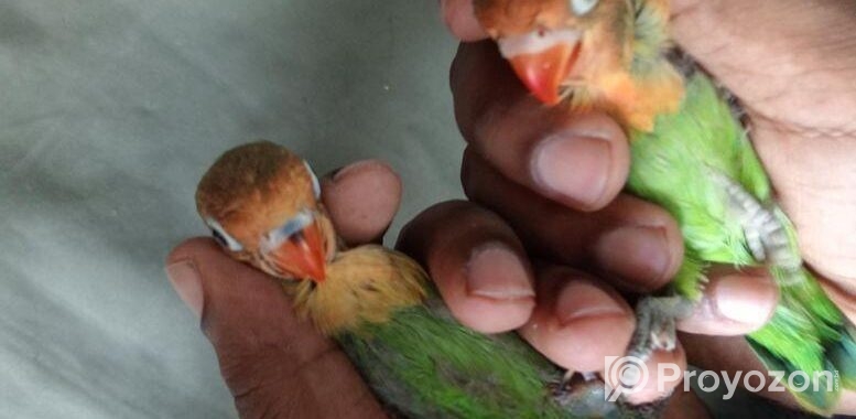 Greenfisher Opaline Lovebirds Baby.fullfresh And Best Quality.