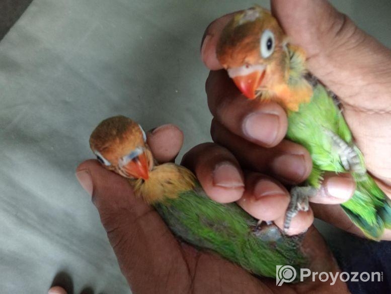 Greenfisher Opaline Lovebirds Baby.fullfresh And Best Quality.