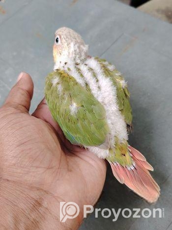 সিঙ্গেল রেড ফ্যাকটর পাইনাপেল কনুর বেবি