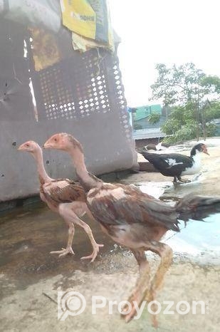 আসিল মুরগী বাচ্চা বিক্রি করা হবে।