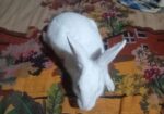 Rabbit for sell