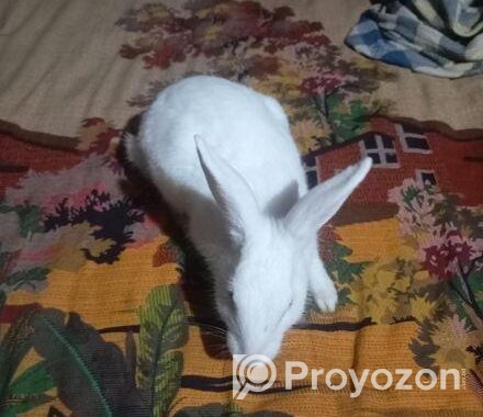 Rabbit for sell