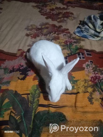 Rabbit for sell