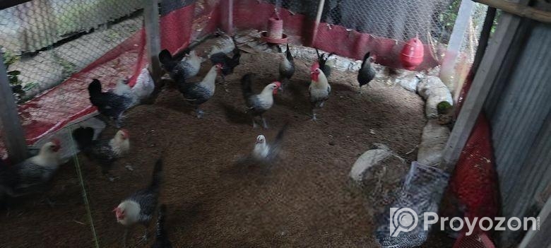 মিশরীয় ফাউমি মুরগী