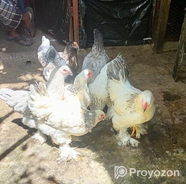 রানিং লাইট ব্রাহমা মোরগ মুরগি বিক্রয়
